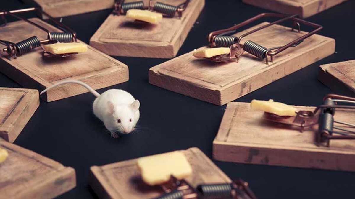 Mouse Surrounded by Traps
